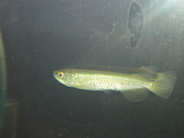 スポッテッド バラムンディ スネークヘッド等の熱帯魚の通販なら魚銀座 M8堂