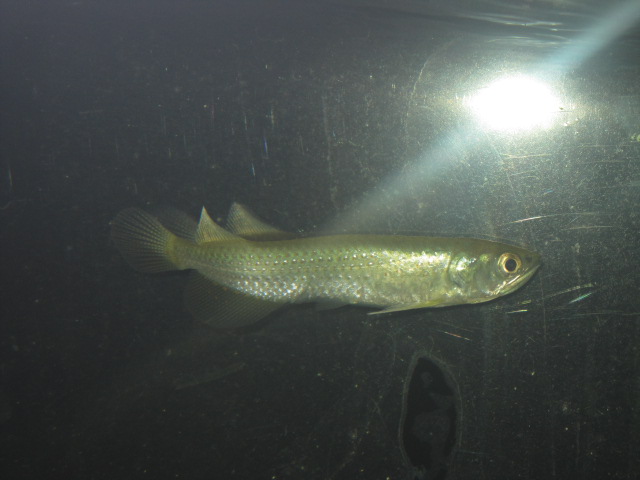スポッテッド バラムンディ スネークヘッド等の熱帯魚の通販なら魚銀座 M8堂