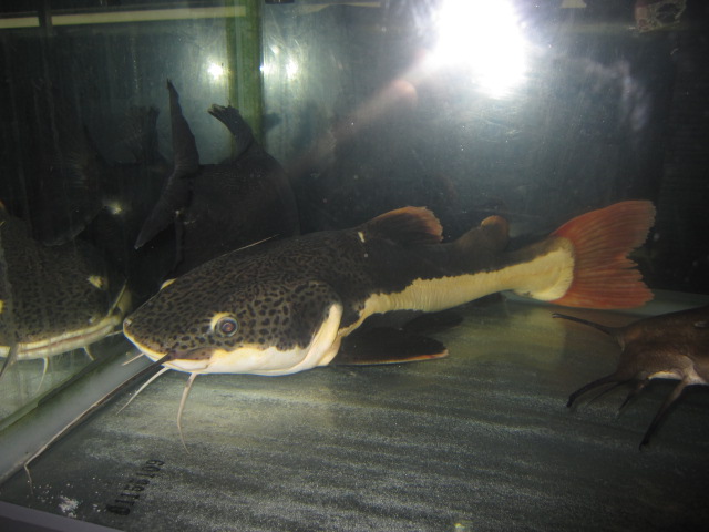 レッドテールキャット ４０cm スネークヘッド等の熱帯魚の通販なら魚銀座 M8堂