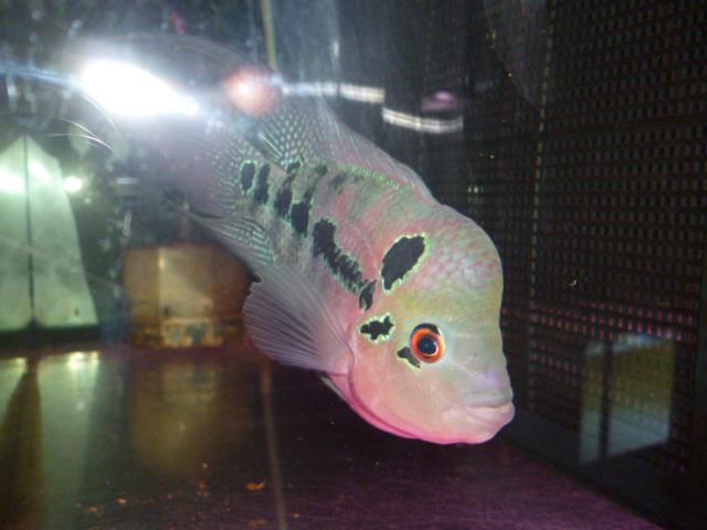 フラワーホーン スネークヘッド等の熱帯魚の通販なら魚銀座 M8堂