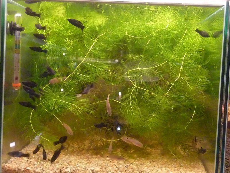 ブラックモーリー ５匹 - スネークヘッド等の熱帯魚の通販なら魚銀座 m8堂