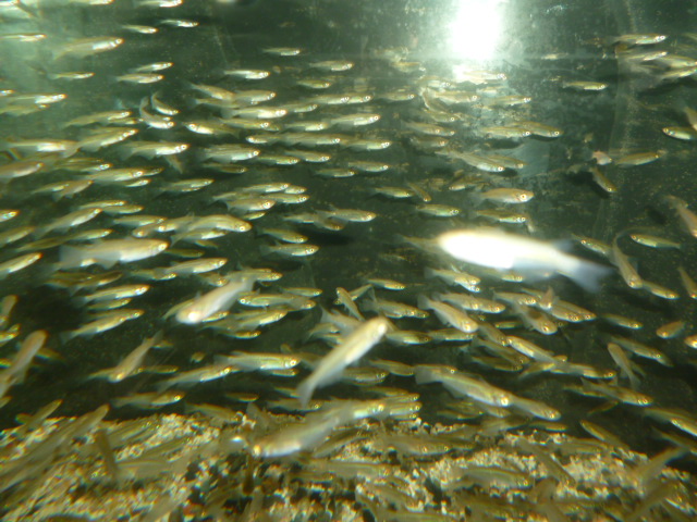 天然メダカ １００匹 スネークヘッド等の熱帯魚の通販なら魚銀座 M8堂