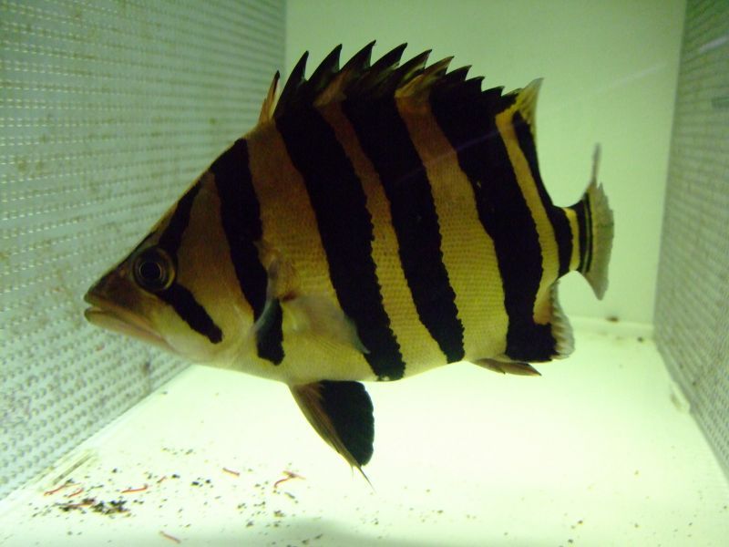 ダトニオ プラスワン ２５cm スネークヘッド等の熱帯魚の通販なら魚銀座 M8堂