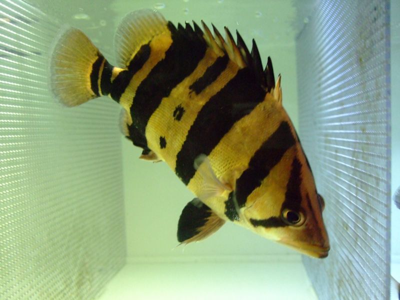 ダトニオ 30cmオーバー 熱帯魚 古代魚