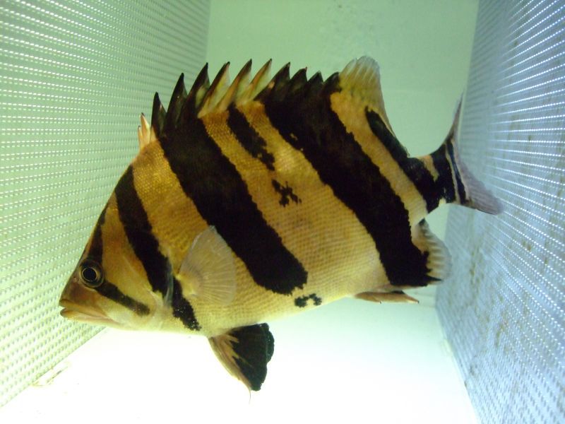 ダトニオ プラスワン ３０cm スネークヘッド等の熱帯魚の通販なら魚銀座 M8堂