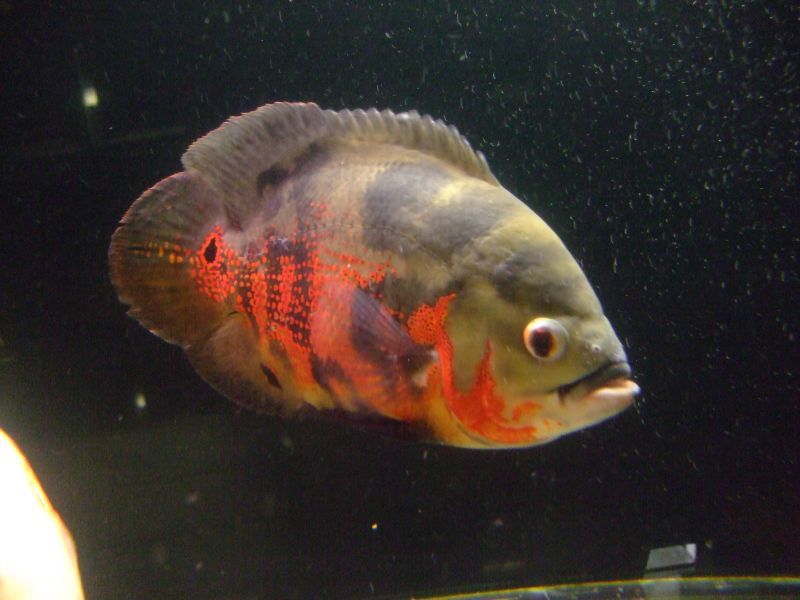 レッドタイガーオスカー ２４cm スネークヘッド等の熱帯魚の通販なら魚銀座 M8堂
