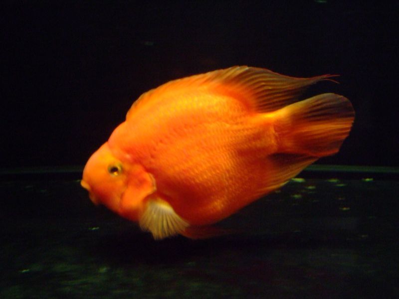 パロット ２０cm スネークヘッド等の熱帯魚の通販なら魚銀座 M8堂