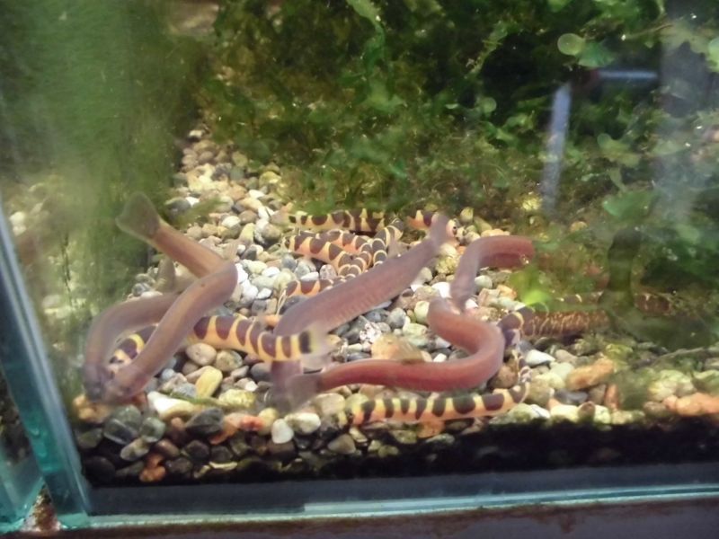 ブラック クーリーローチ ５匹 スネークヘッド等の熱帯魚の通販なら魚銀座 M8堂