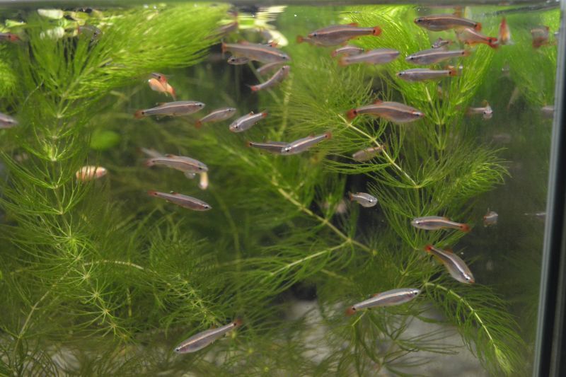 アカヒレ １０匹 - スネークヘッド等の熱帯魚の通販なら魚銀座 m8堂