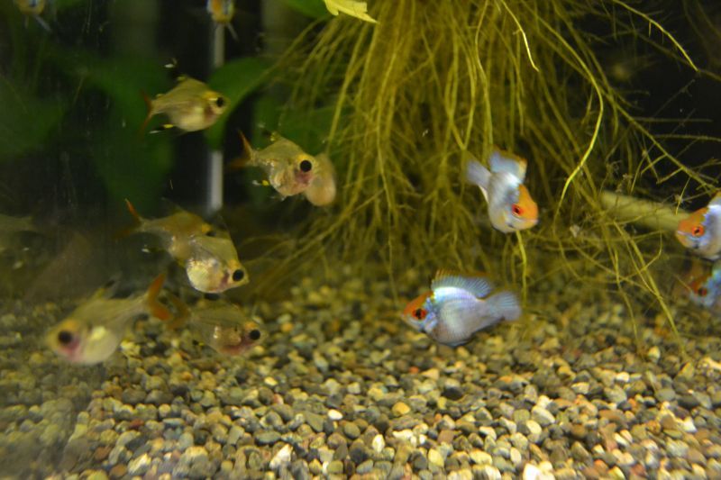 バルーンパンダプリステラ スネークヘッド等の熱帯魚の通販なら魚銀座 M8堂