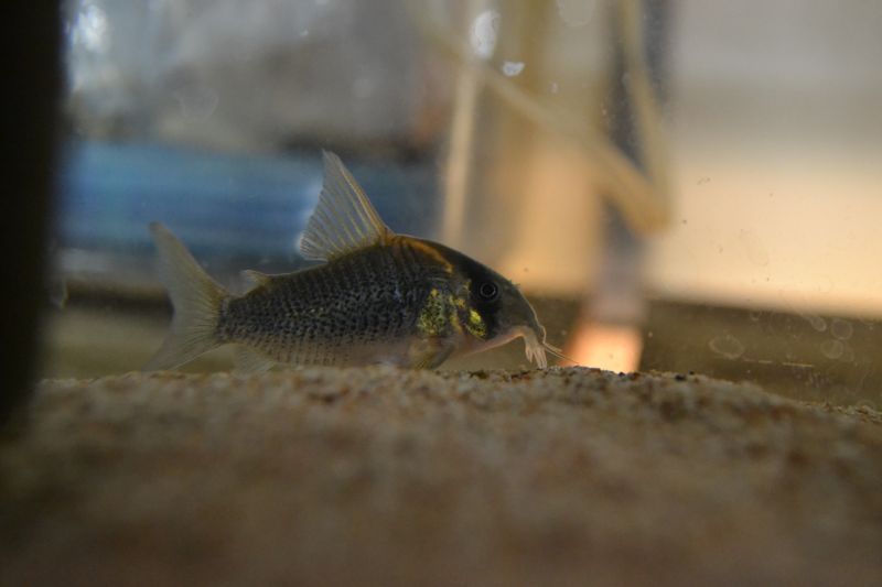 ｃｏ ショートノーズ ルイーザ スネークヘッド等の熱帯魚の通販なら魚銀座 M8堂