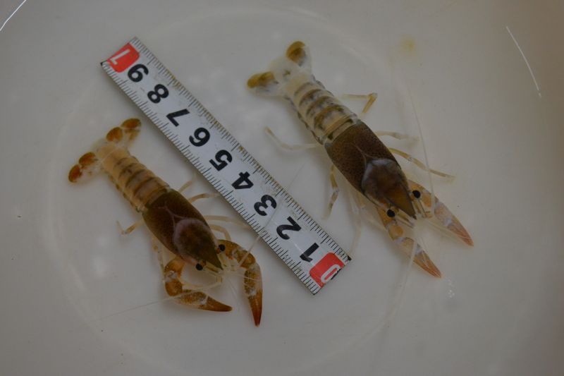 ゴーストザリガニ ６cm １ペア スネークヘッド等の熱帯魚の通販なら魚銀座 M8堂