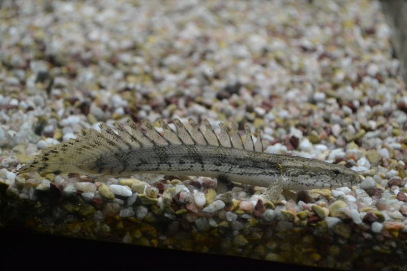 ｐｏ ラプエン ラプラディ エンドリケリー スネークヘッド等の熱帯魚の通販なら魚銀座 M8堂