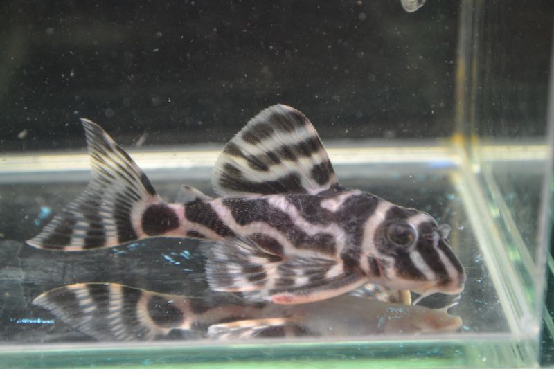 スーパーインペリアルゼブラｐ スネークヘッド等の熱帯魚の通販なら魚銀座 M8堂