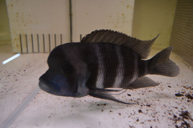キフォティラピア フロントーサ ２０cm スネークヘッド等の熱帯魚の通販なら魚銀座 M8堂