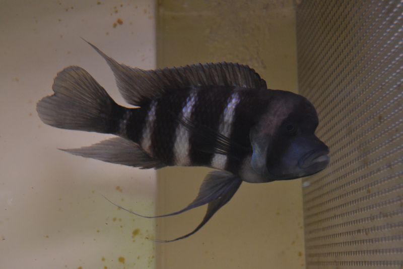 キフォティラピア フロントーサ ２０cm スネークヘッド等の熱帯魚の通販なら魚銀座 M8堂