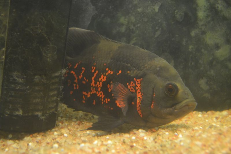レッドタイガーオスカー １５cm スネークヘッド等の熱帯魚の通販なら魚銀座 M8堂