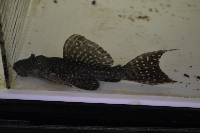 キングオブギャラクシートリムｐ ブラジル スネークヘッド等の熱帯魚の通販なら魚銀座 M8堂