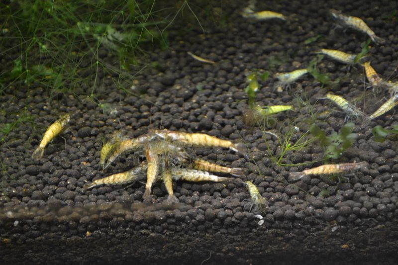 ホワイト ミナミヌマエビ １０匹 スネークヘッド等の熱帯魚の通販なら魚銀座 M8堂