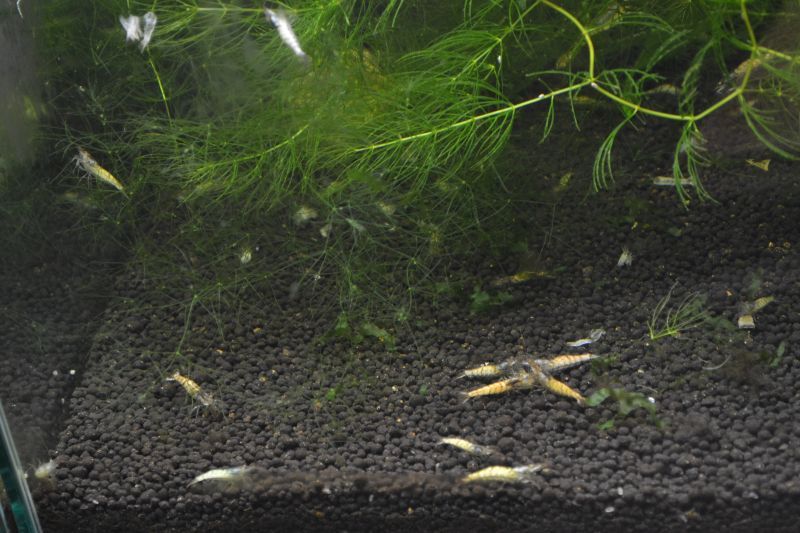 ホワイト ミナミヌマエビ １０匹 スネークヘッド等の熱帯魚の通販なら魚銀座 M8堂