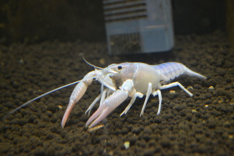 ホワイトアメリカザリガニ バリエーション スネークヘッド等の熱帯魚の通販なら魚銀座 M8堂