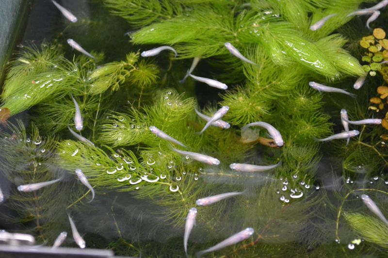 白メダカ １００匹 - スネークヘッド等の熱帯魚の通販なら魚銀座 m8堂