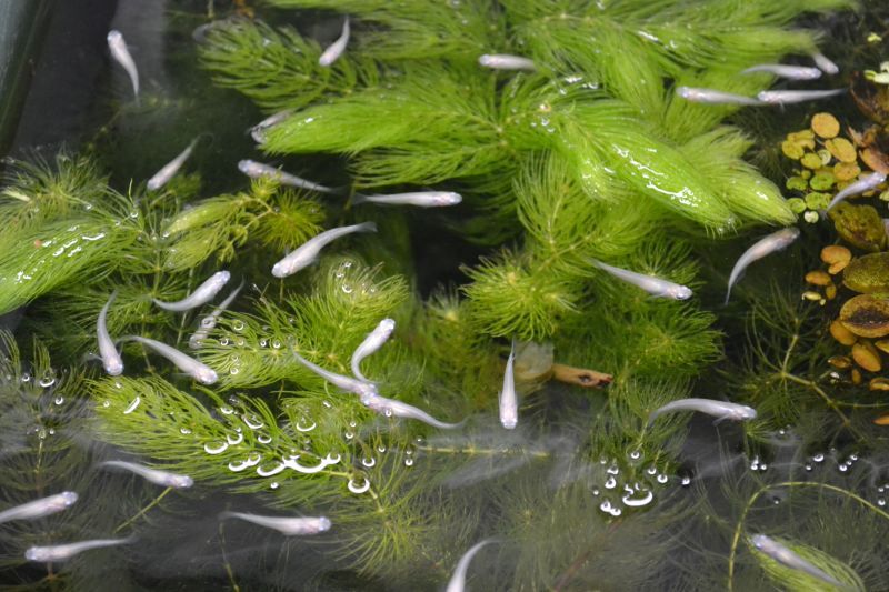 白メダカ 100匹 - スネークヘッド等の熱帯魚の通販なら魚銀座 m8堂 白メダカ 100匹 - スネークヘッド等の熱帯魚の通販なら魚銀座 m8堂