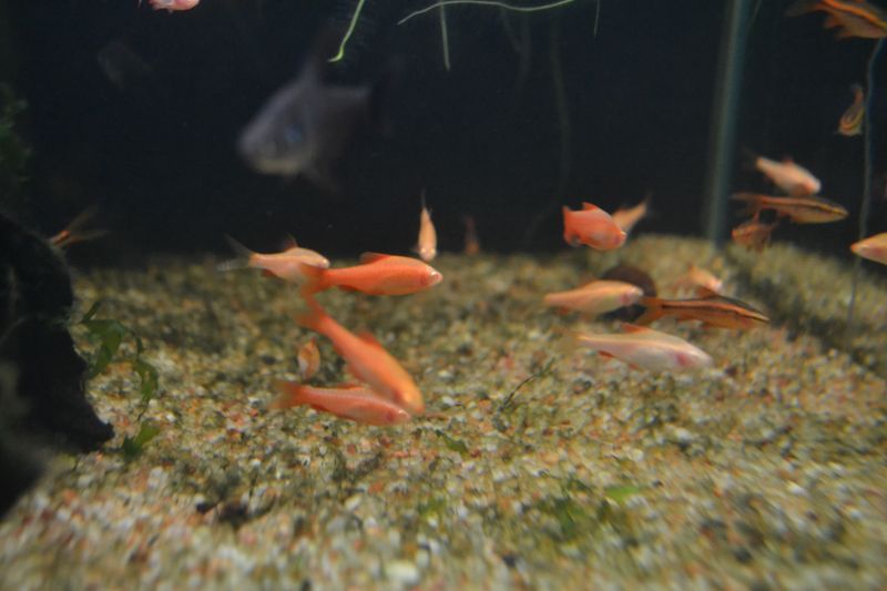 アルビノチェリーバルブ ５匹 スネークヘッド等の熱帯魚の通販なら魚銀座 M8堂