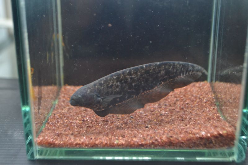 マーブル ナイフフィッシュ スネークヘッド等の熱帯魚の通販なら魚銀座 M8堂