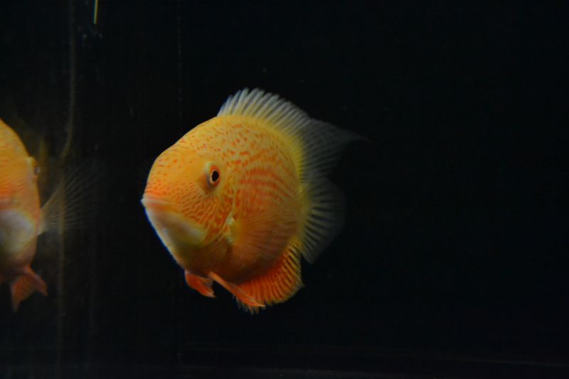 取りに来れる方、半額にします！ 水槽、熱帯魚一式 レッド