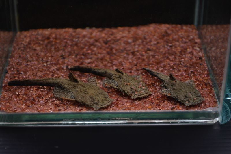 チャカチャカ（インド） - スネークヘッド等の熱帯魚の通販なら魚銀座 m8堂