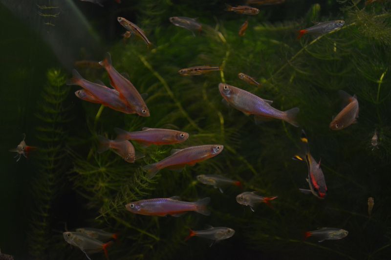 ダニオ エスメラルダ ５匹 スネークヘッド等の熱帯魚の通販なら魚銀座 M8堂