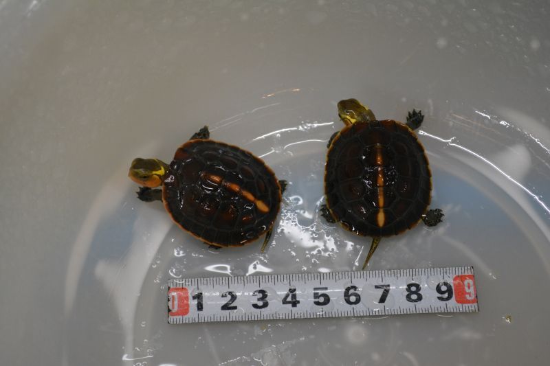 セマルハコガメ ベビー スネークヘッド等の熱帯魚の通販なら魚銀座 M8堂