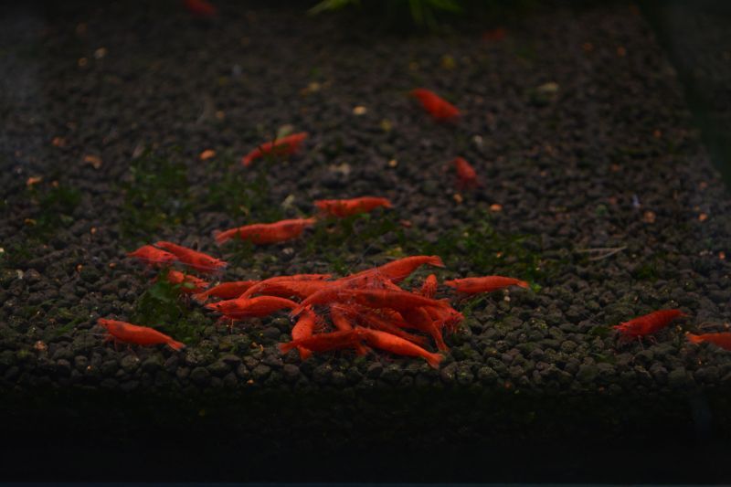 フャイヤーレッドチェリーシュリンプ 極火蝦 ５匹 スネークヘッド等の熱帯魚の通販なら魚銀座 M8堂