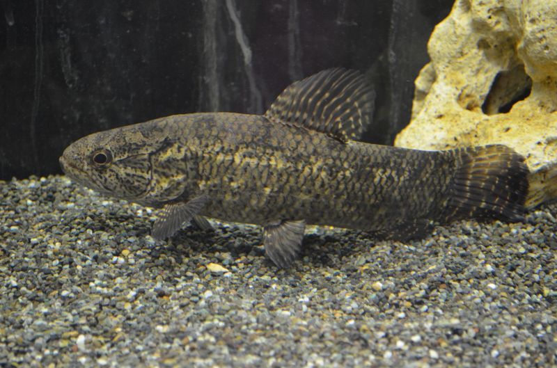 ブラックタライロン（２５cm±） - スネークヘッド等の熱帯魚の通販なら ...
