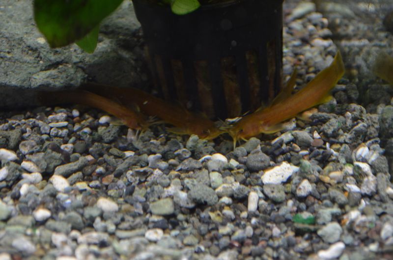 アカザ スネークヘッド等の熱帯魚の通販なら魚銀座 M8堂
