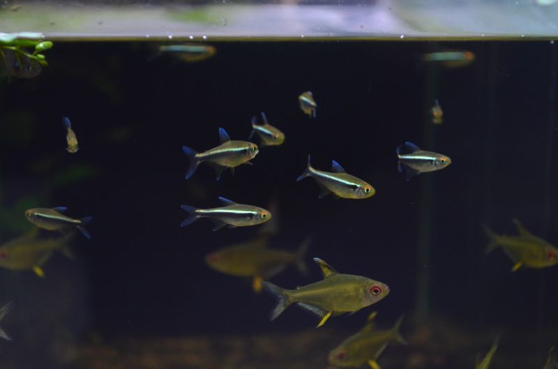ブラックネオン テトラ ５匹 スネークヘッド等の熱帯魚の通販なら魚銀座 M8堂