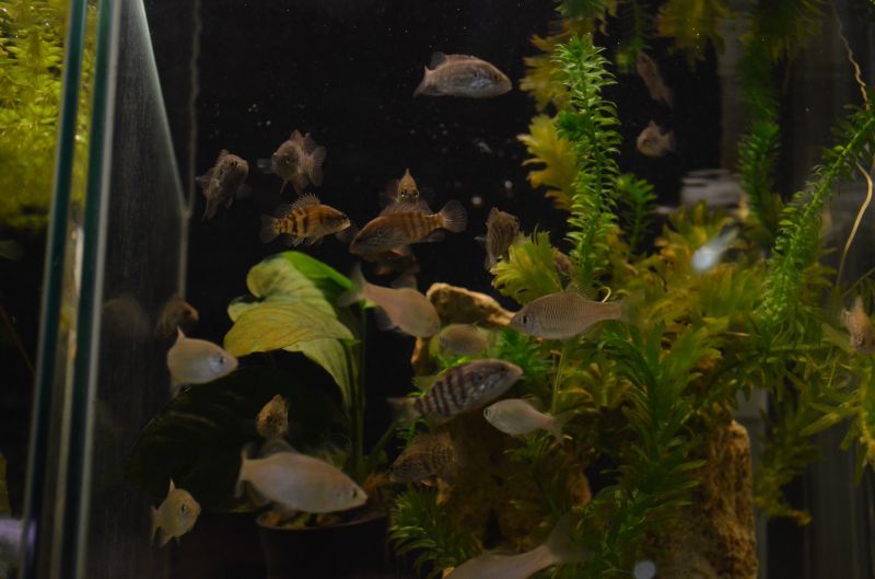 オヤニラミ幼魚 スネークヘッド等の熱帯魚の通販なら魚銀座 M8堂