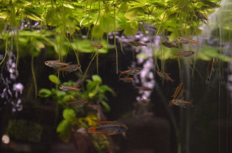 グローライトテトラ ５匹 スネークヘッド等の熱帯魚の通販なら魚銀座 M8堂