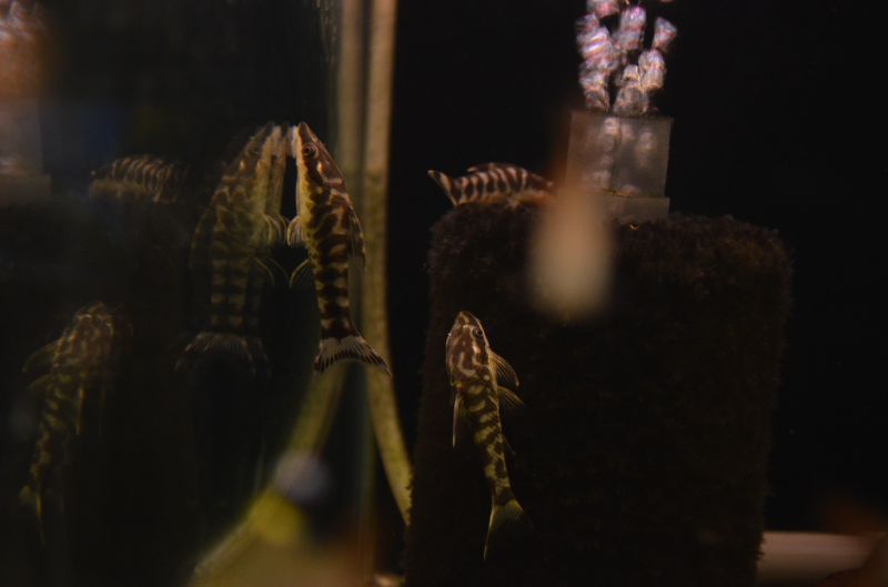 ニューゼブラオトシン スネークヘッド等の熱帯魚の通販なら魚銀座 M8堂
