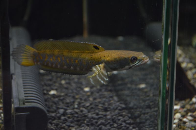 チャンナ ゴールデンプルクラ スネークヘッド等の熱帯魚の通販なら魚銀座 M8堂