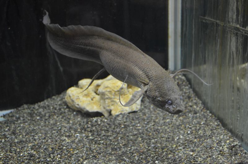 肺魚 プロトプテルス・アンフィビウス