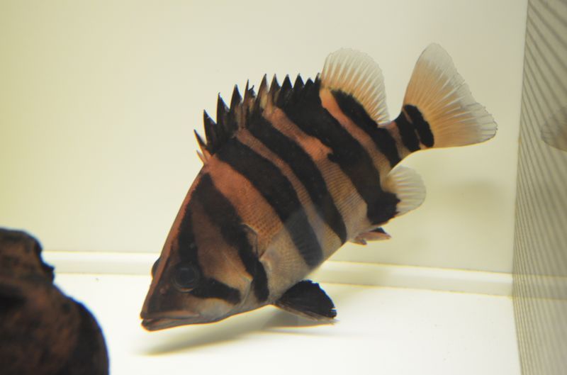 本ダトニオ20センチ±