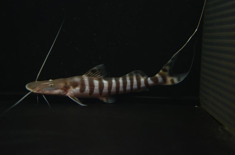 ゼブラキャット ２０cm スネークヘッド等の熱帯魚の通販なら魚銀座 M8堂
