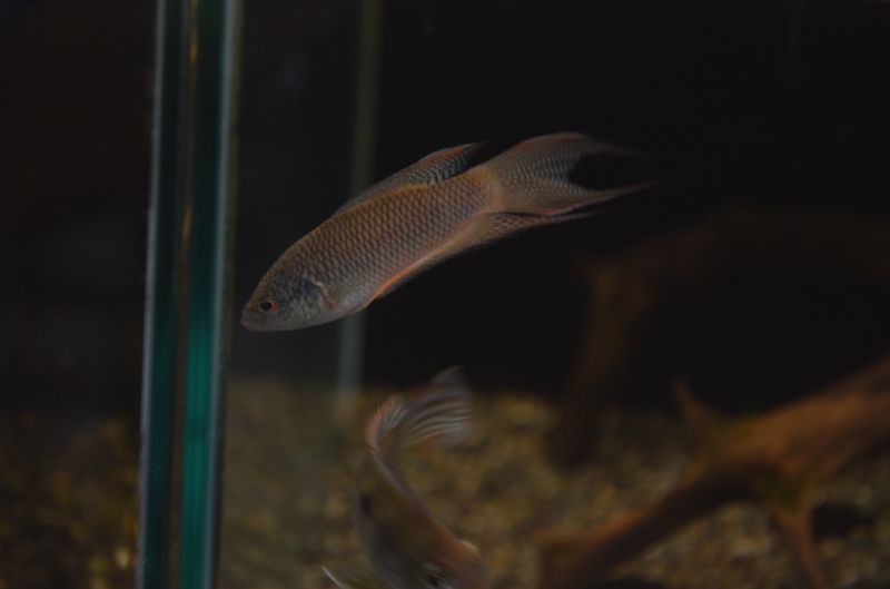 レッドバック パラダイスフィッシュ スネークヘッド等の熱帯魚の通販なら魚銀座 M8堂