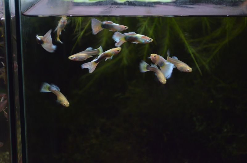 国産グッピー／ゴールデンドイツイエロータキシード １ペア - スネークヘッド等の熱帯魚の通販なら魚銀座 m8堂