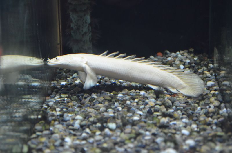 ｐｏ プラチナ エンドリケリー スネークヘッド等の熱帯魚の通販なら魚銀座 M8堂