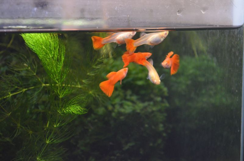 熱帯魚 ＲＲＥＡ フルレッド グッピー 国産グッピー １ペア 北海道 九州航空便要保温 【87%OFF!】