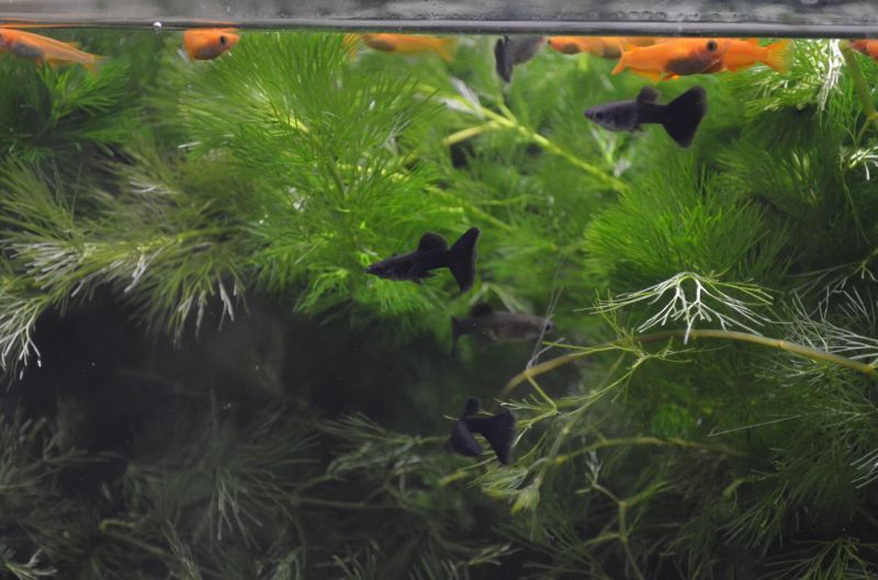 国産グッピー フルブラック １ペア スネークヘッド等の熱帯魚の通販なら魚銀座 M8堂