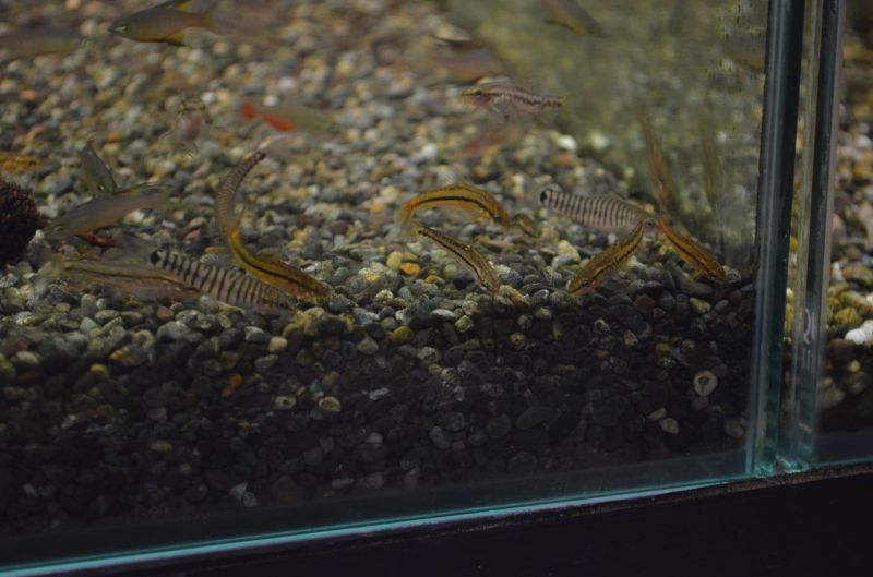 ロージーローチ スネークヘッド等の熱帯魚の通販なら魚銀座 M8堂